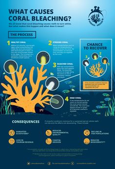 an info poster with information about coral reefs