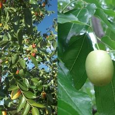 an apple tree with green leaves and fruit on it's branches in two different pictures