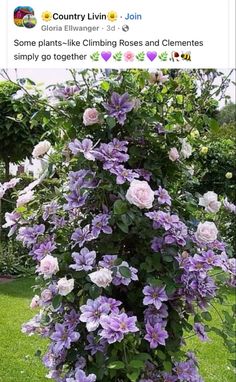 purple flowers are growing in a pot on the grass