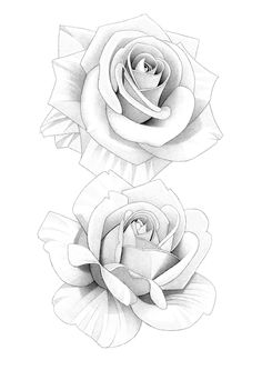 two white roses are shown in this black and white drawing, one is larger than the other