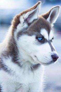 a husky dog with blue eyes sitting on top of a cement ground in front of a building