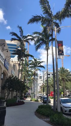 palm trees line the street in front of tall buildings