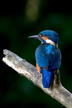 a blue and orange bird sitting on top of a tree branch with its beak open