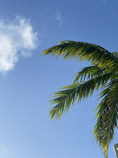 a tall palm tree sitting in front of a blue sky with some clouds behind it