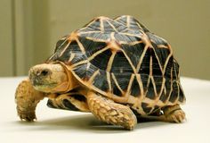 a small turtle sitting on top of a table