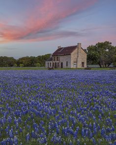 a field full of blue flowers with a house in the background at sunset or dawn