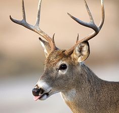 a deer with antlers sticking out its tongue