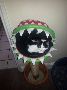 a black and white cat laying in a ball on top of a scratching post