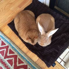 a cat is curled up on a rug