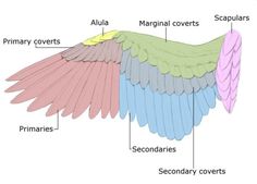 the wing diagram shows different parts of an animal's wings and their corresponding features