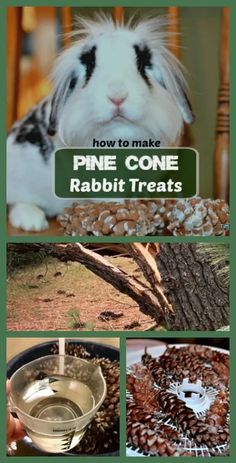 the cover of how to make pine cone rabbit treats, with pictures of rabbits and their food