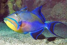 a blue and yellow fish in an aquarium