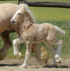 a baby horse is walking next to an adult horse on the dirt ground in front of a fence