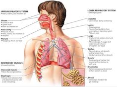 diagram of the human body organs and their functions