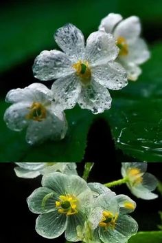 some white flowers with yellow centers and green leaves in the background, water droplets on them