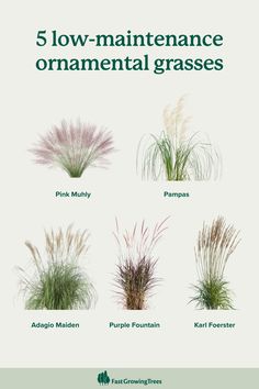 five different types of ornamental grasses with the words 5 low maintenance ornamental grasses on them