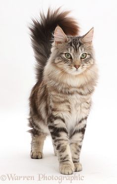 a striped cat walking across a white background