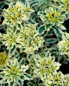 yellow flowers are blooming in the garden, with green leaves and brown spots on them