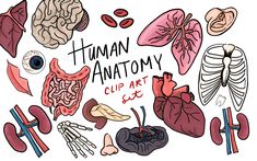 the human anatomy clip art set includes organs, heart, lungs and other medical objects