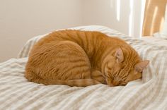 an orange tabby cat sleeping on top of a white and gray checkered comforter