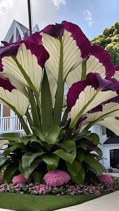 purple and white flowers in the middle of a garden