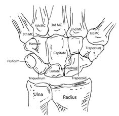 the anatomy of the hand and wrist, with labels on each arm showing different parts