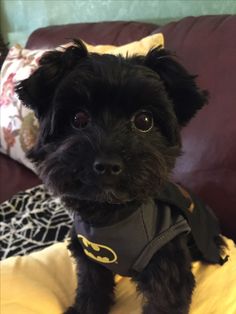 a small black dog wearing a batman shirt