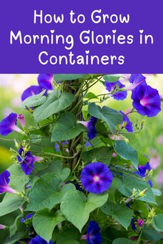 blue flowers growing in the garden with text overlay that reads how to grow morning glories in containers