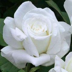 two white roses with green leaves in the background