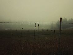 some animals are standing in the grass behind a fence with barbed wire on it and foggy skies above them