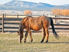 a brown horse eating grass in a fenced area with mountains in the background on a sunny day