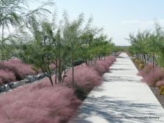 the walkway is lined with pink bushes and trees on both sides, along with other plants