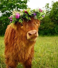 a cow with flowers on its head standing in the grass