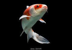 an orange and white fish swimming in the water with it's head turned to the side