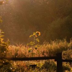 the sun shines brightly on a field with tall grass and trees in the background