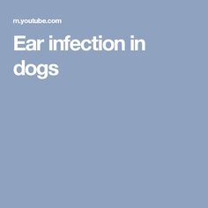 an ear in front of a blue background with the words ear injection in dogs on it