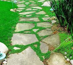 a stone path with grass growing on it