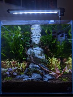 an aquarium filled with plants and a buddha statue