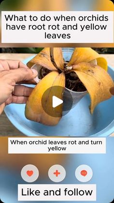 a person holding a banana in their left hand and an image of a plant on the right