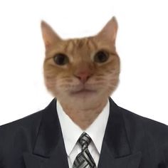 a cat wearing a suit and tie with the caption wowza youre so gorus