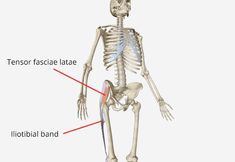 the skeleton is shown with labels on its body and bones labeled in red, white and blue