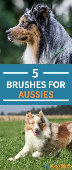 the top 5 dog breeds for aussies