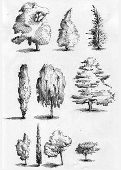 several trees are shown in this black and white drawing, each with different types of leaves