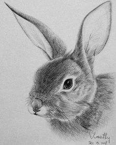 a pencil drawing of a rabbit's face