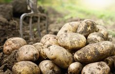 potatoes piled up in the dirt with text overlay how to harvest and store potatoes for winter