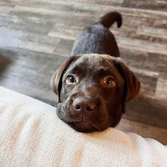 a brown dog is looking up at the camera while sitting on a couch with his head resting on the pillow