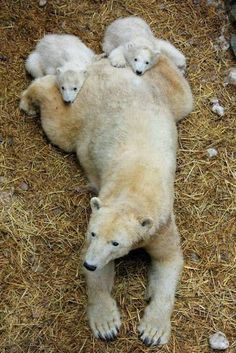 two baby polar bears are laying on top of an adult polar bear's back