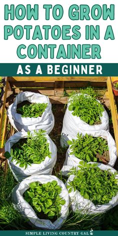 how to grow potatoes in a container as a beginner