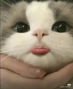 a close up of a person holding a white and gray cat with black eyes,