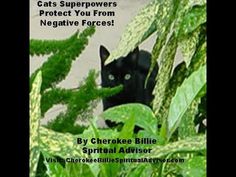 there is a black cat hiding in the bushes with text overlay that says, cats super powers protect you from negative forces